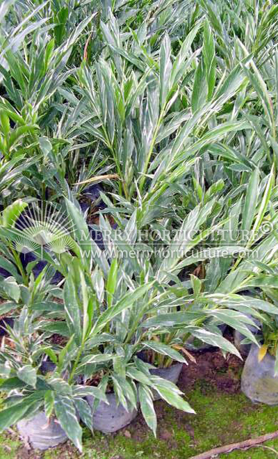 Alpinia vittata